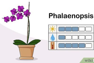 How to Choose an Orchid Plant