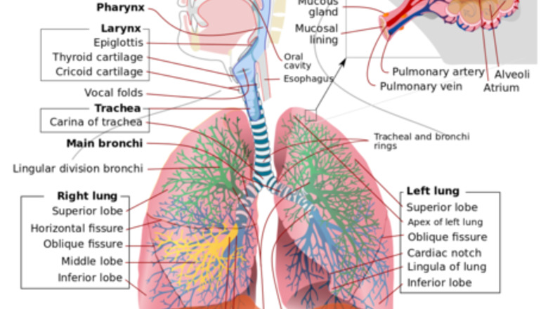 How to Draw the Human Respiratory System