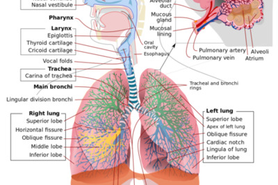 How to Draw the Human Respiratory System