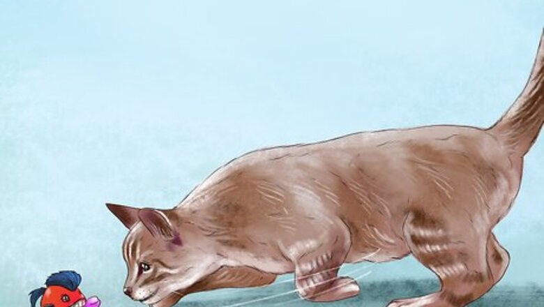 How to Find Your Cat's Preferred Play Style