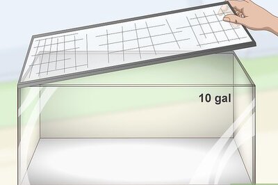 How to Care for a Pacific Tree Frog