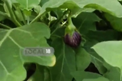 Telangana Farmer Switches From Growing Rice To Vegetables. Now Earns Rs 50,000 Monthly