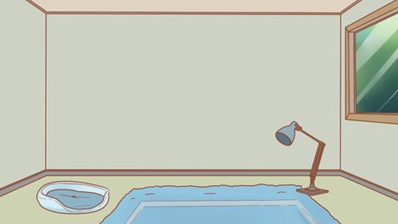 How to Have Fun with Your Cat