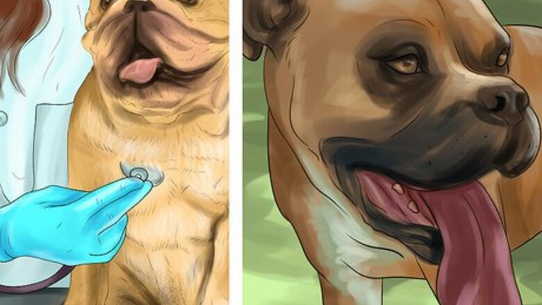How to Tell if Your Older Dog Is over Exerting Itself