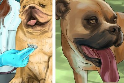 How to Tell if Your Older Dog Is over Exerting Itself