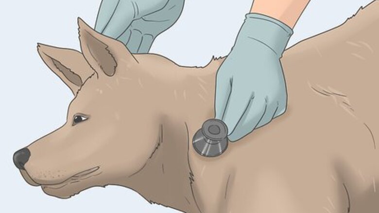 How to Stop Dog Marking Behaviors