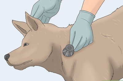 How to Stop Dog Marking Behaviors