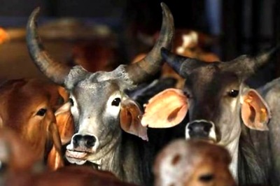 Dalits Brutally Attacked in Andhra Pradesh by Gau Rakshaks