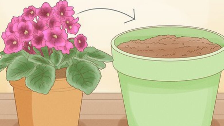 How to Repot African Violets