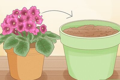 How to Repot African Violets