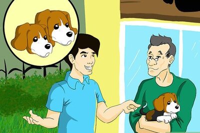 How to Pick the Perfect Puppy