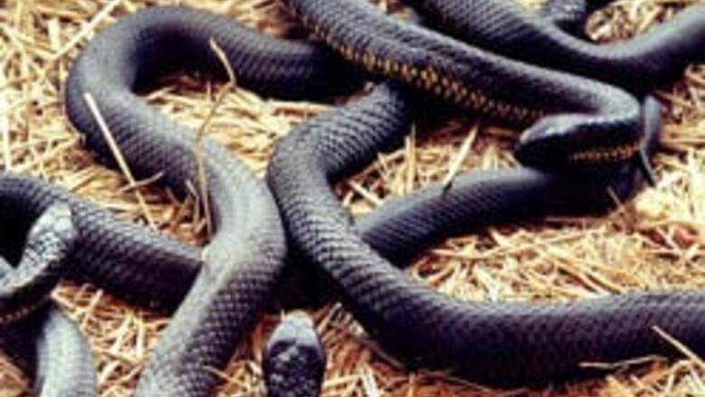 Head-banging snakes to predict quakes