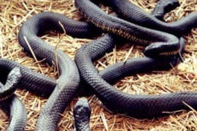 Head-banging snakes to predict quakes