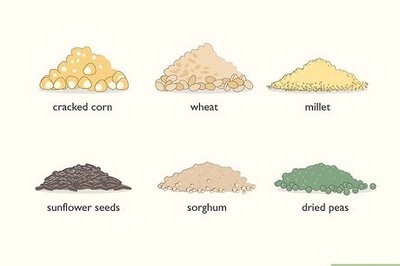 How to Attract Pigeons