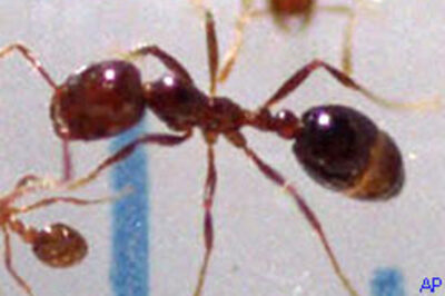 Ants' navigational skills uncovered