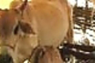 K'taka: March for Governor's assent to anti-cow slaughter bill