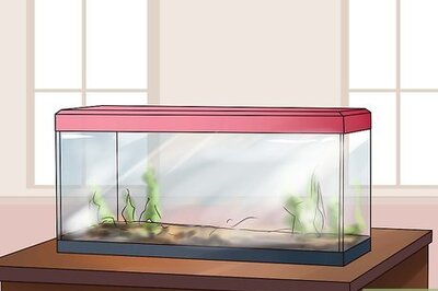 How to Make a Turtle Environment