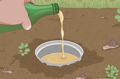 How to Get Rid of Snails