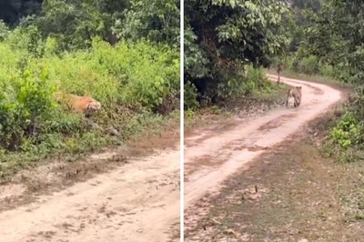 This Face-off Between Ferocious Tiger And Tourist Jeep Is Super Scary