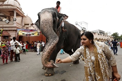 Madras High Court Slams Use of Elephants to Bless People