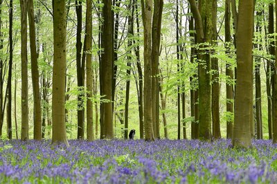 Artificial comet helps decode origin of life on Earth