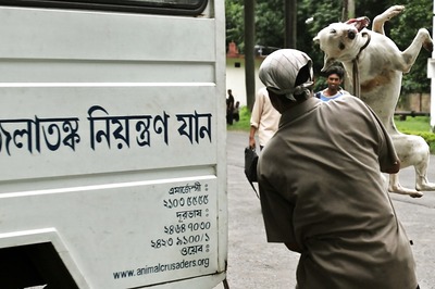 Opinion | Is the Stray Dog Menace Pushing India Into Medieval Ages?