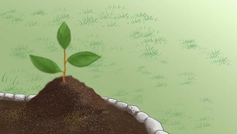 How to Grow a Bed Head Garden