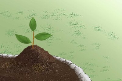 How to Grow a Bed Head Garden