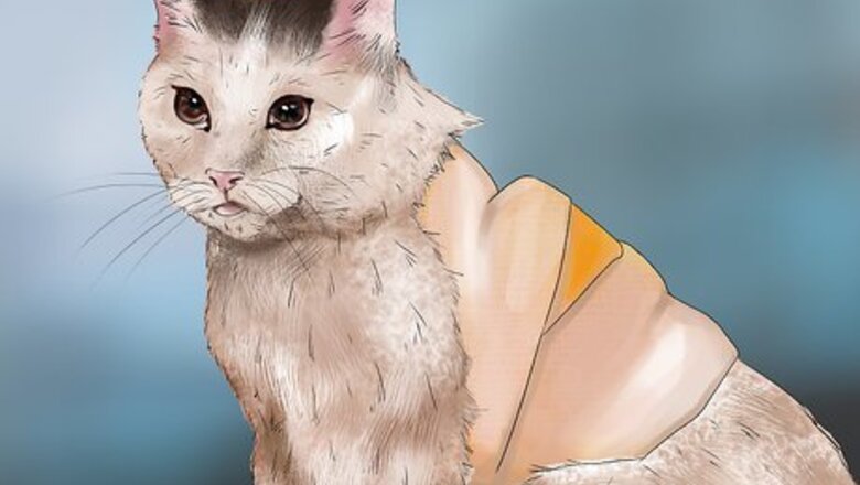 How to Care for a Cat with a Holter Monitor