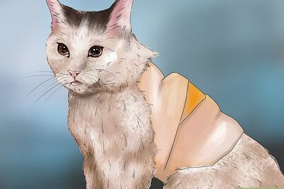 How to Care for a Cat with a Holter Monitor
