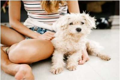 Pets Eased Children's Loneliness in Lockdown: Study