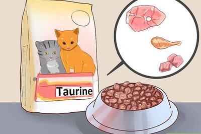 How to Care for Norwegian Forest Cats