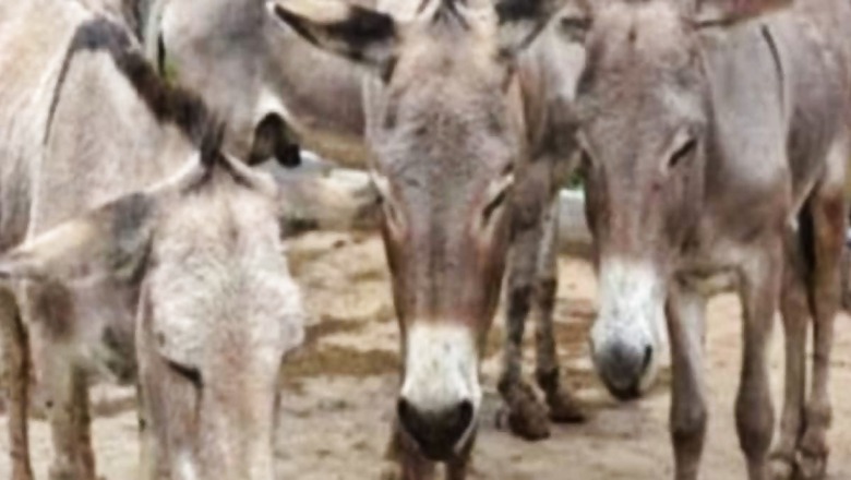 In Madhya Pradesh, Villagers Host Grand Birthday Celebration For Mule
