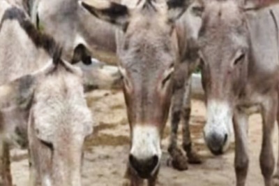 In Madhya Pradesh, Villagers Host Grand Birthday Celebration For Mule