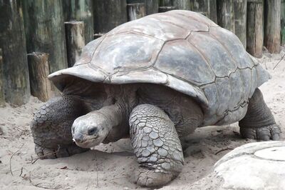 Average Age of a Tortoise is 100. The 'Oldest' One in Africa Apparently Lived For 344 Years