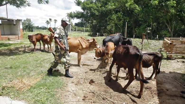 India's push to save its cows starves Bangladesh of beef