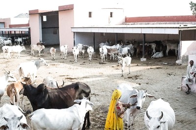 Two Cow-Related Murders, 174 Kilometres Apart in Haryana, Heat Up Assembly Elections
