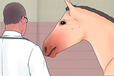 How to Castrate a Horse