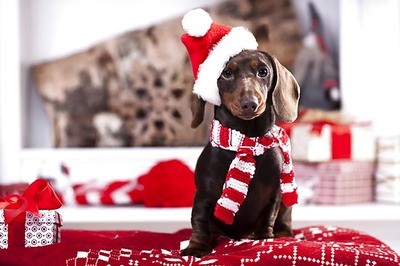 Owning a Dog in Childhood May Reduce Risk of Schizophrenia, Says Study