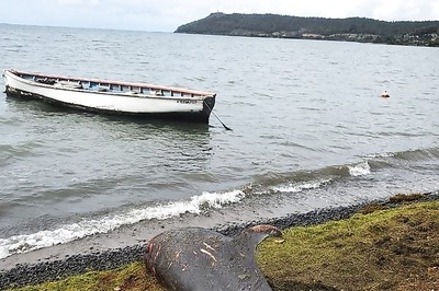 17 Dead Dolphins Wash Up On Mauritius Beach Near Oil Spill Site