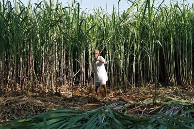 Govt Okays up to Rs 10,540 Crore Soft Loan to Help Sugar Mills Clear Cane Arrears