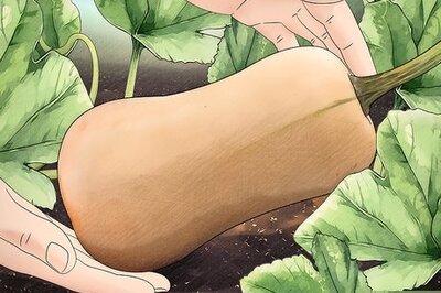 How to Choose Between Winter Squashes