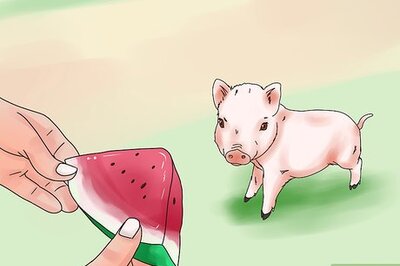How to Give Your Pig a Bath