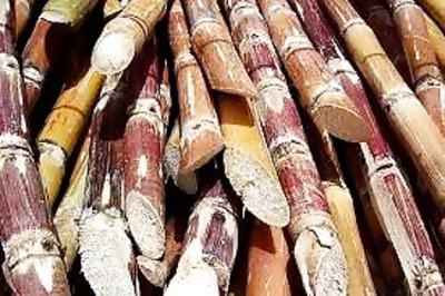 Farmers stage protest over non-payment of cane price arrears