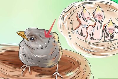 How to Care for a Fledgling if the Mom Leaves