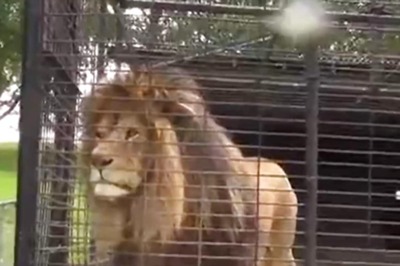 Watch: Lion Urinates On Annoying Visitors At Zoo