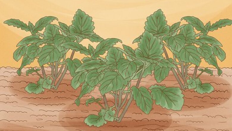 How to Use Plants to Keep Mosquitoes Away