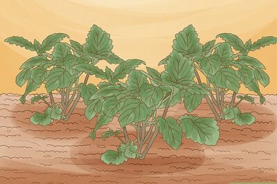 How to Use Plants to Keep Mosquitoes Away