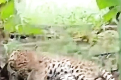 In Madhya Pradesh Banana Field, Locals Seen Taking Selfies With Relaxing Leopard