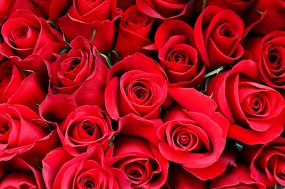 Islamabad High Court Bans Valentine's Day Celebrations
